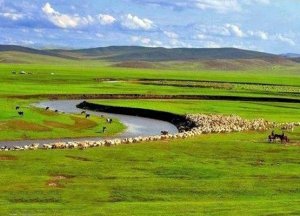 内蒙古自治区基本实现道地药材就地加工转化